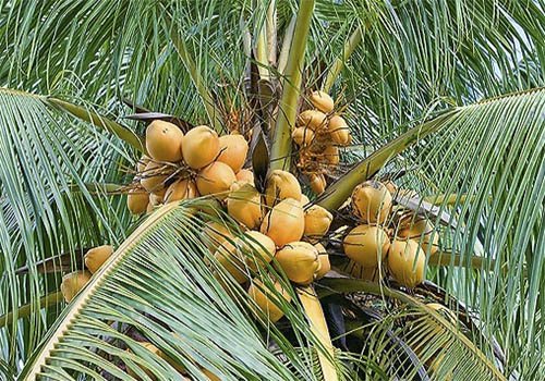 Palma_cocos_1 Кокос на дереві Nefertiti