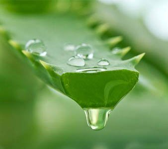aloe3