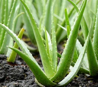 aloe4