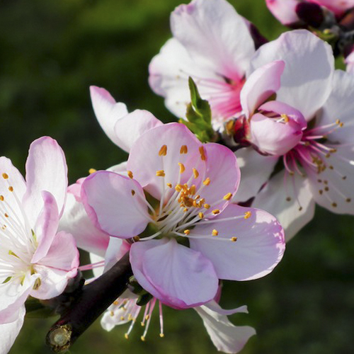 prunus_derevo