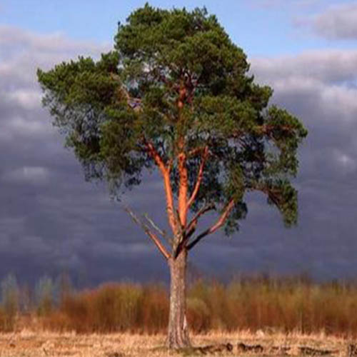 sandal_tree