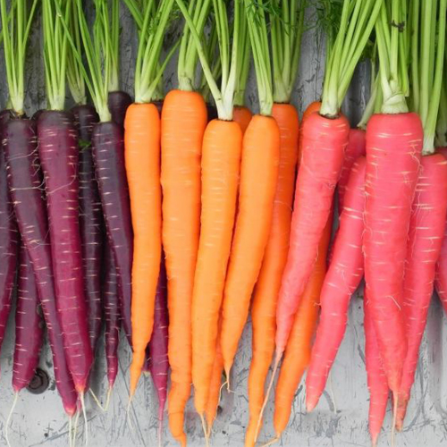 carrot1