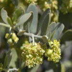 Олія жожоба Nefertiti - Зображення 2