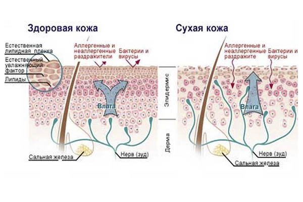 skin_structure