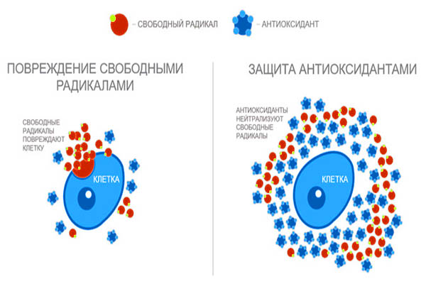 antioksidanty_2