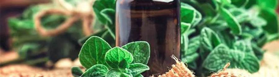 marjoram