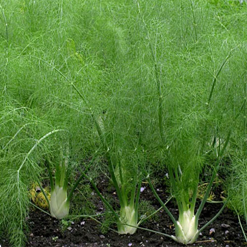 fenhel_plant_1