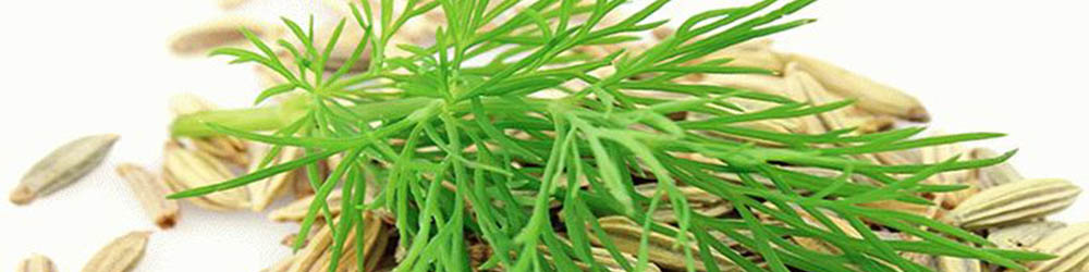 fennel-seeds_1