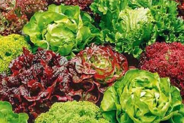 Lettuce_leaf Листья Латука