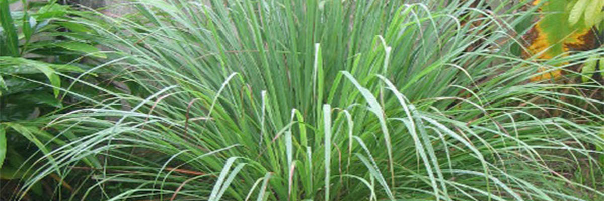 lemongrass_leaf Лемонграс