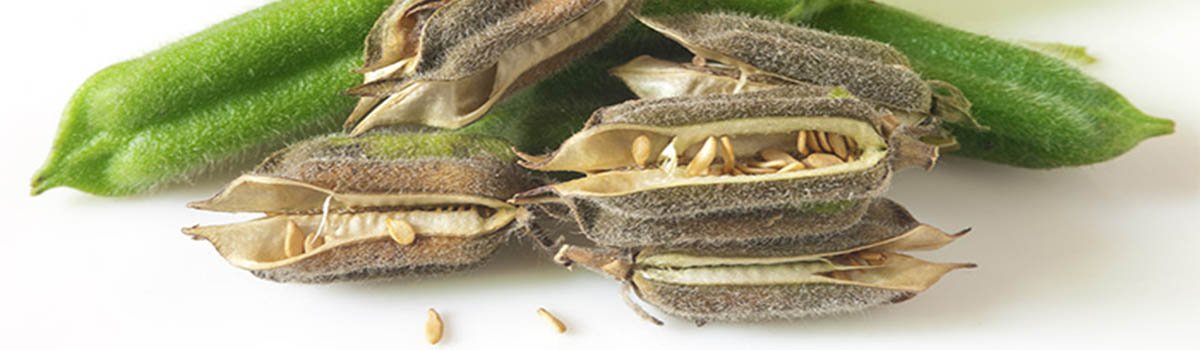 sesame_seeds_1
