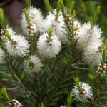Масло чайного дерева Nefertiti 50 мл — изображение 4