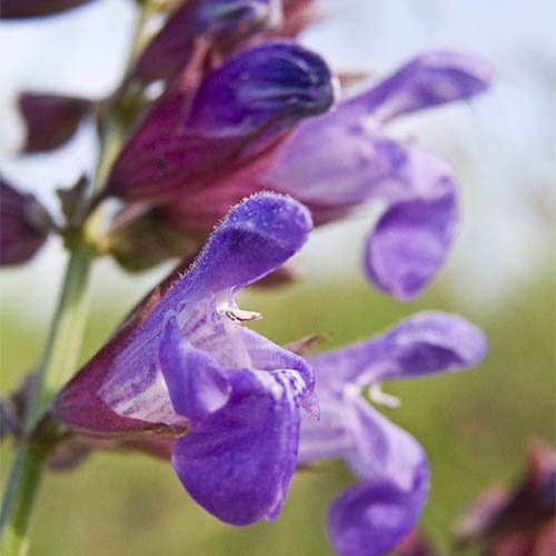 Salvia_marmaria