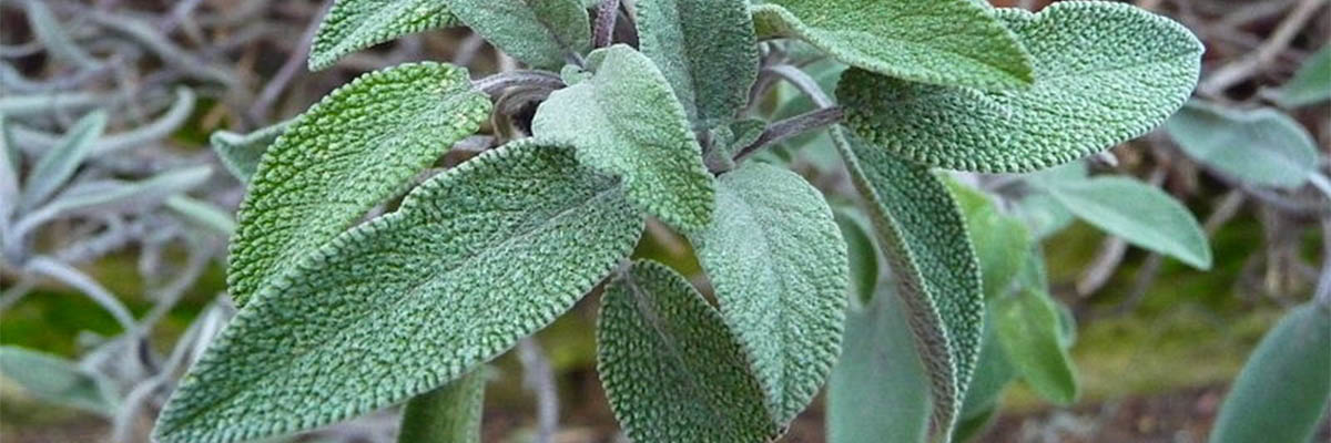 Salvia_officinalis_marmaria