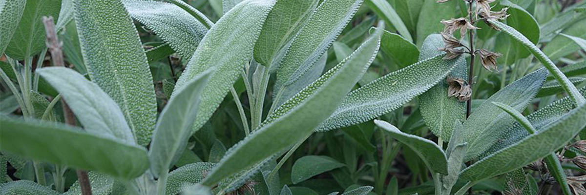officinalis_Salvia_leaf