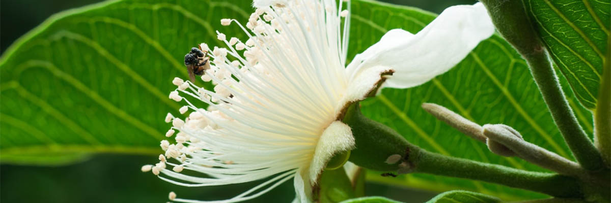 guava-flower-33