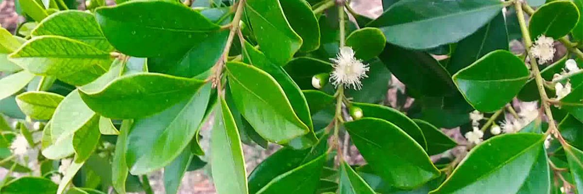 guava-flower-leaves
