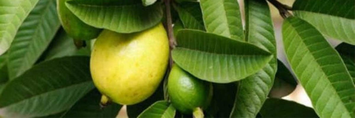 guava-leaves-and-fruit