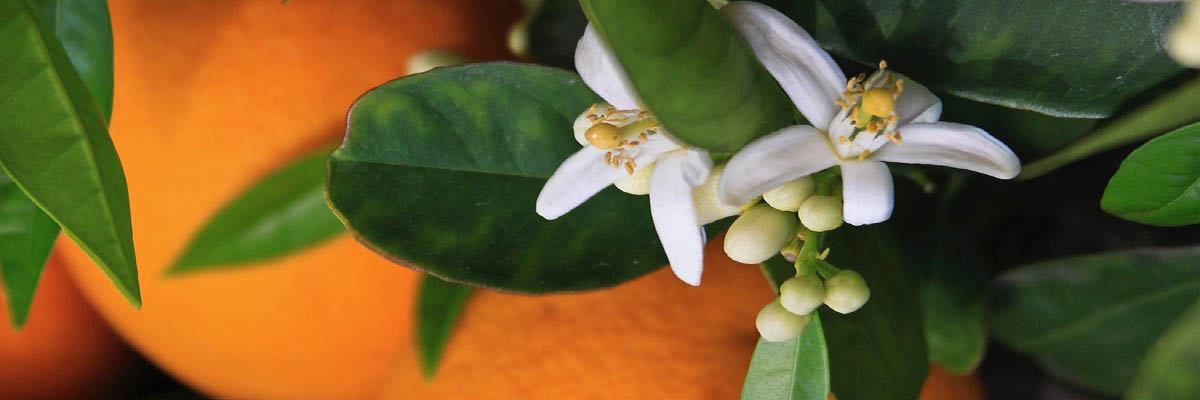 orange_flower_3