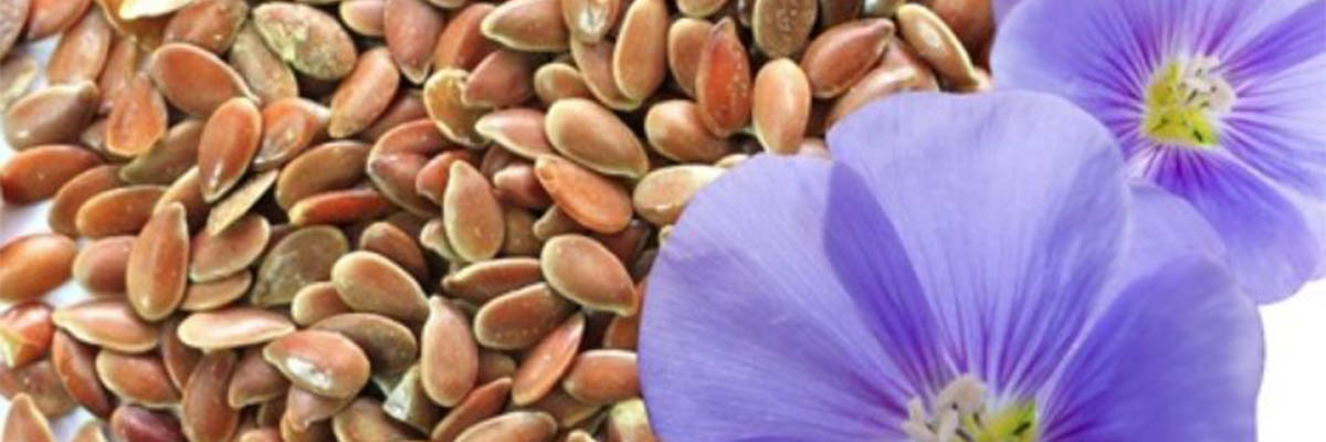 len-seeds_flower