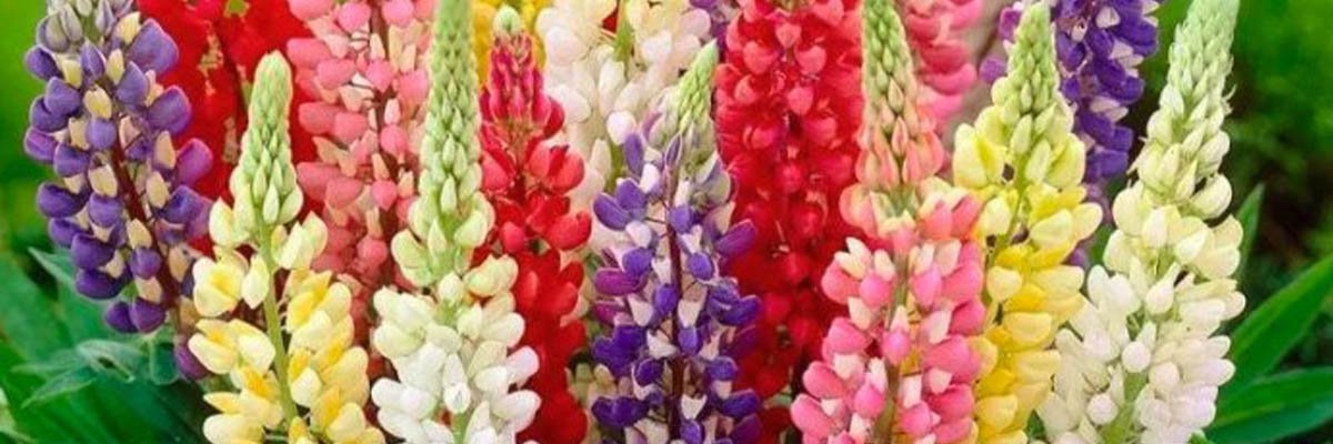 lupin