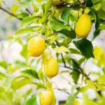 Крем лимонный для лица и тела (Lemon Cream) 75г Nefertiti — изображение 4