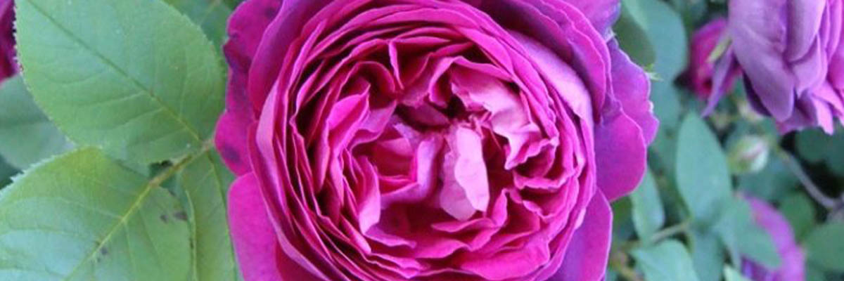rose 1