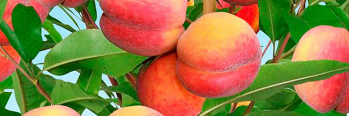 peach_4