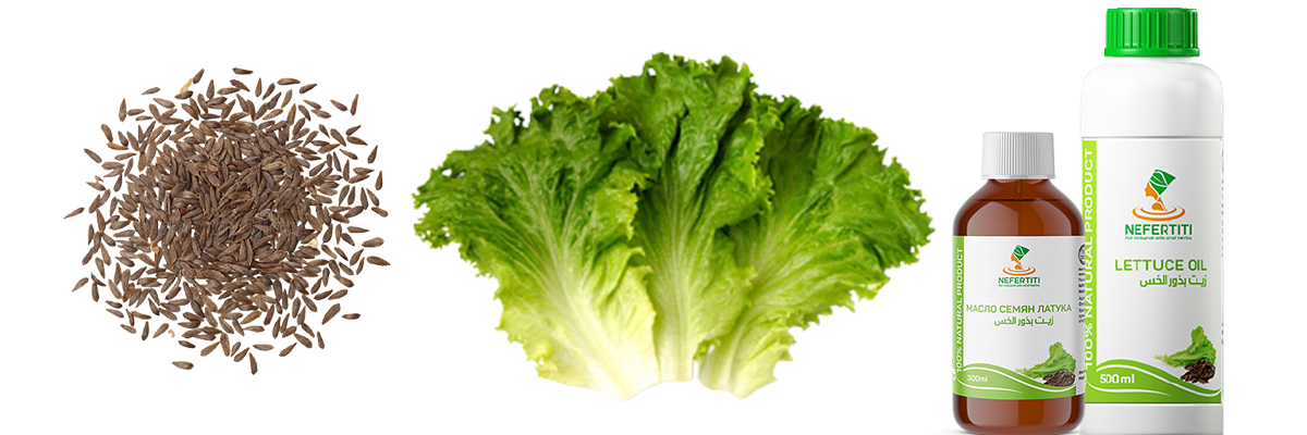lettuce-seed-oil_1