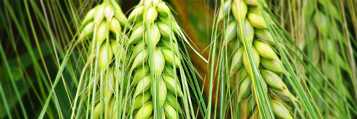 kolos_phenitsa_green