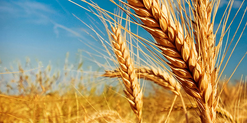 wheat-milestone-social Масло из зародышей пшеницы