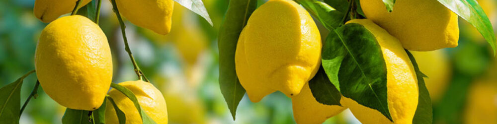 Lemon_ Lemon_