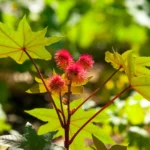 Castor oil fruits flower