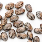 castor oil seeds