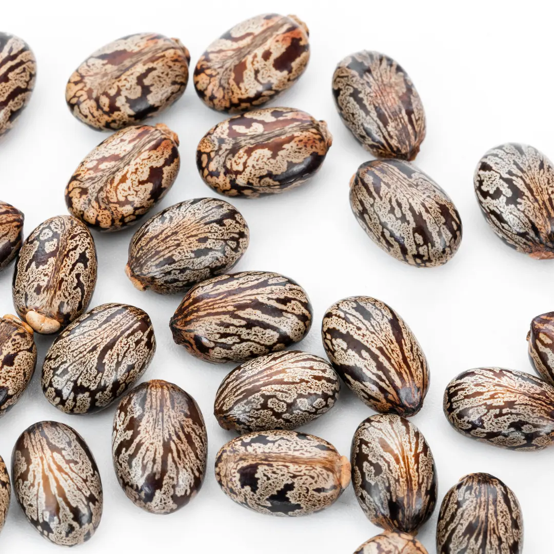 castor oil seeds