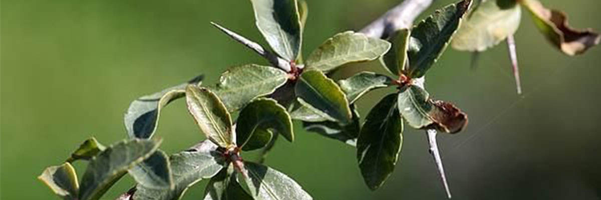 Myrrh-tree_2