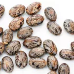 castor oil seeds