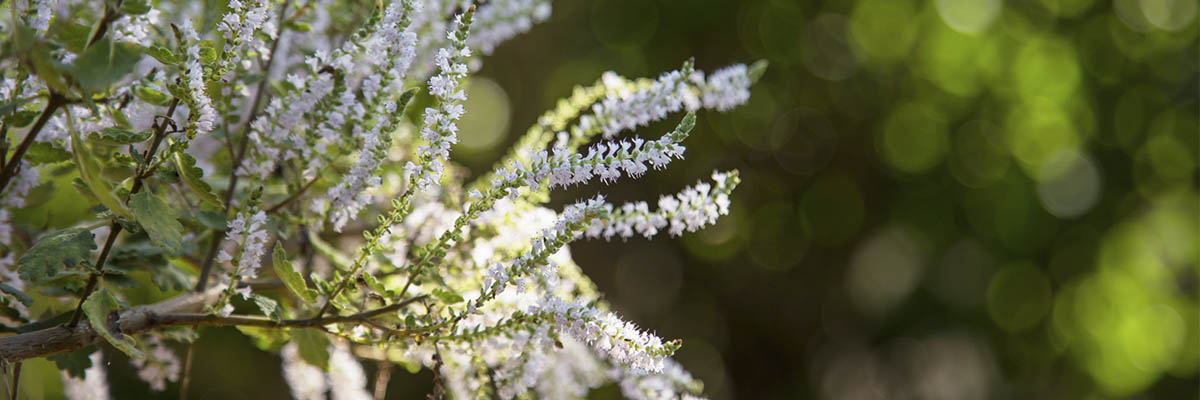 myrrha-flowers_2
