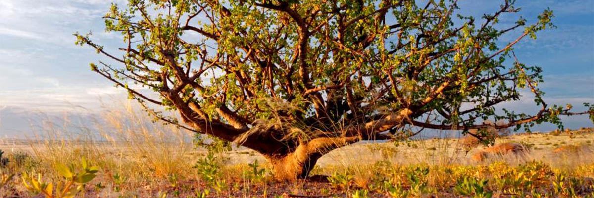 myrrha-tree_1
