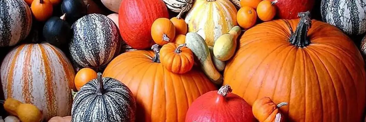 pumpkin oil pumpkin oil