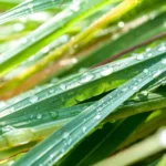Lemongrass – Car Air Freshener – Nefertiti Oils