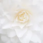 Kvitka_olii-Nefertiti