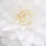 Kvitka_olii-Nefertiti