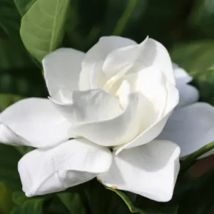 Gardenia-flower_Nefertiti-oils Gardenia-flower_Nefertiti-oils