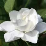 Gardenia-flower_Nefertiti-oils