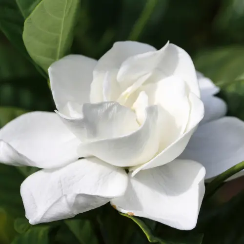 Gardenia-flower_Nefertiti-oils