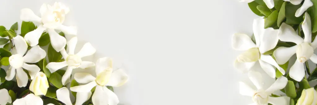Gardenia__Nefertiti_oils Gardenia__Nefertiti_oils