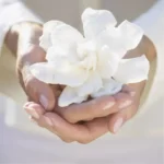 Gardenia Nefertiti Oil