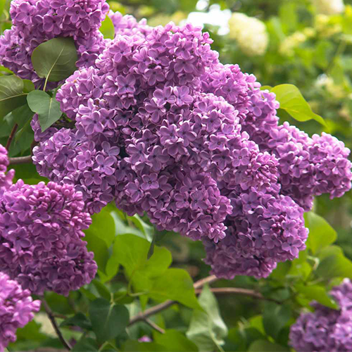 Lilac-10