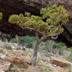 Frankincense-or-Boswellia
